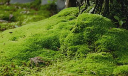 苔藓电影,探寻自然奥秘的绿色画卷